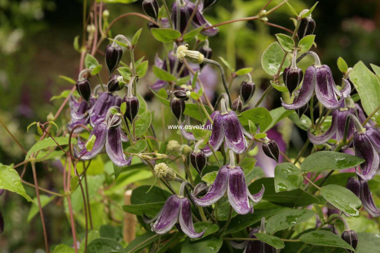 Clematis 'Fascination'