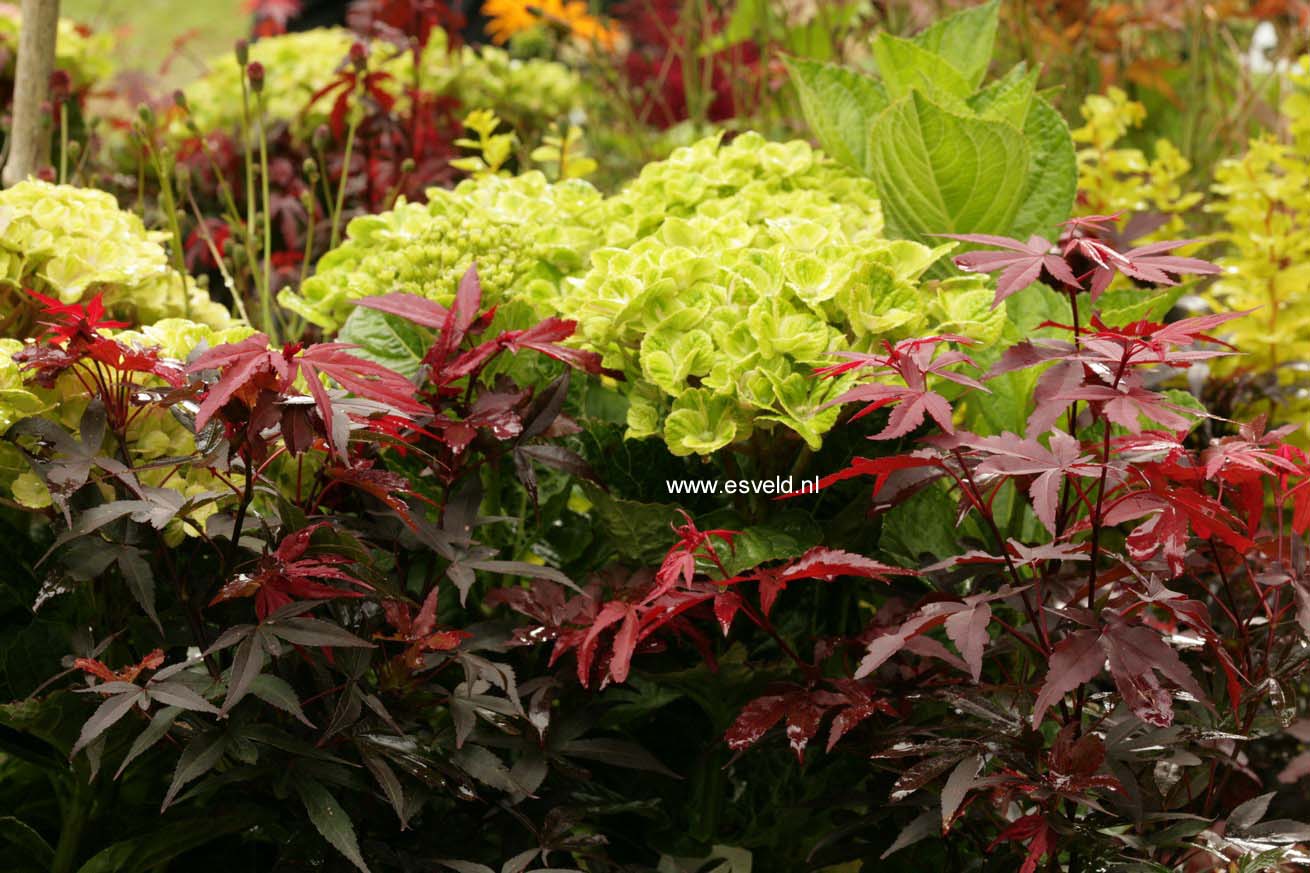 Acer palmatum 'Twombly's Red Sentinel'