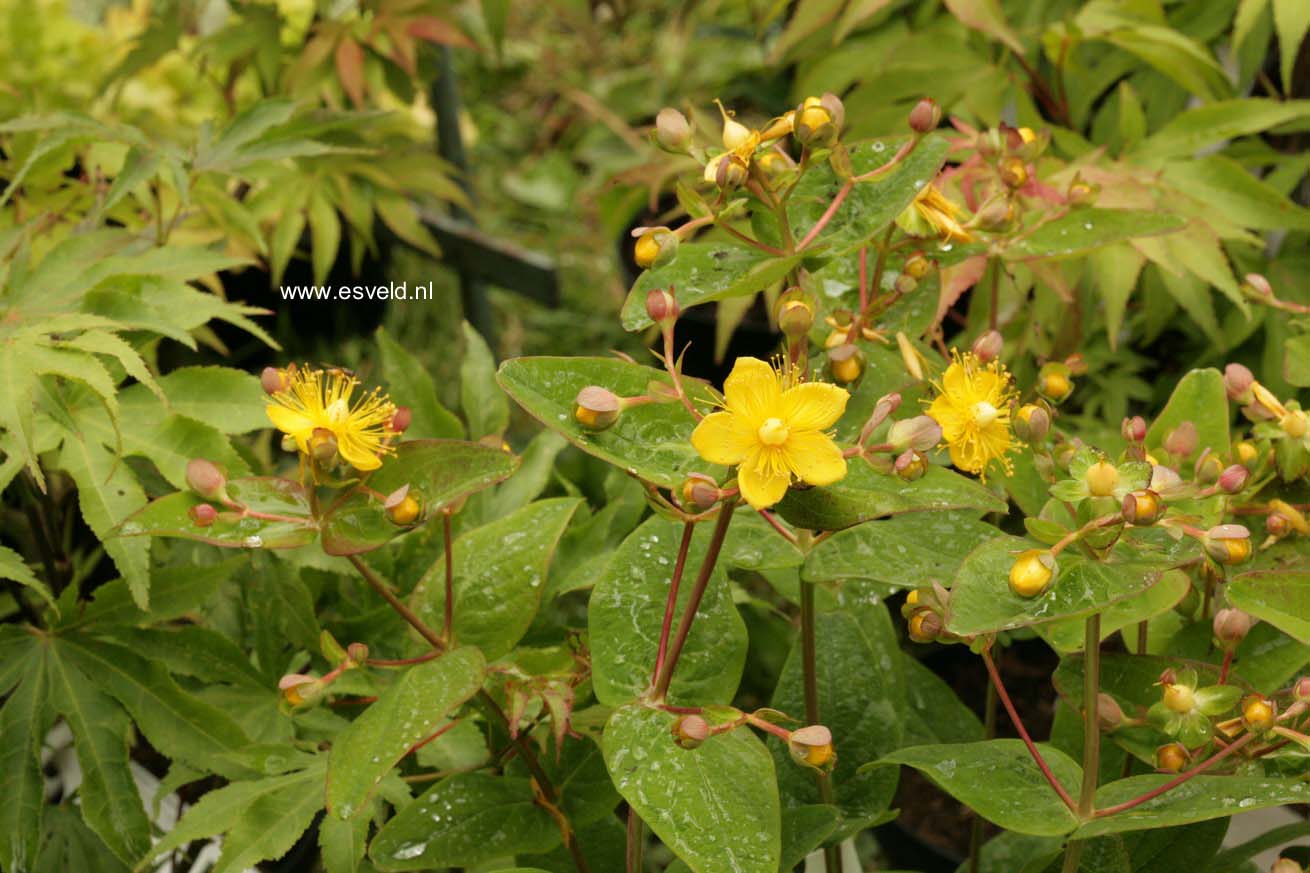 Hypericum inodorum 'Kolmbeau' (MAGICAL BEAUTY)