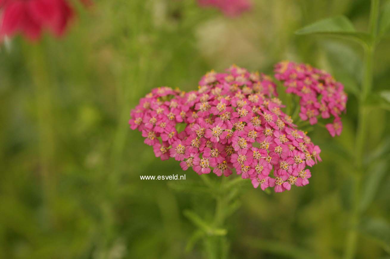 Achillea millefolium 'Pretty Belinda'
