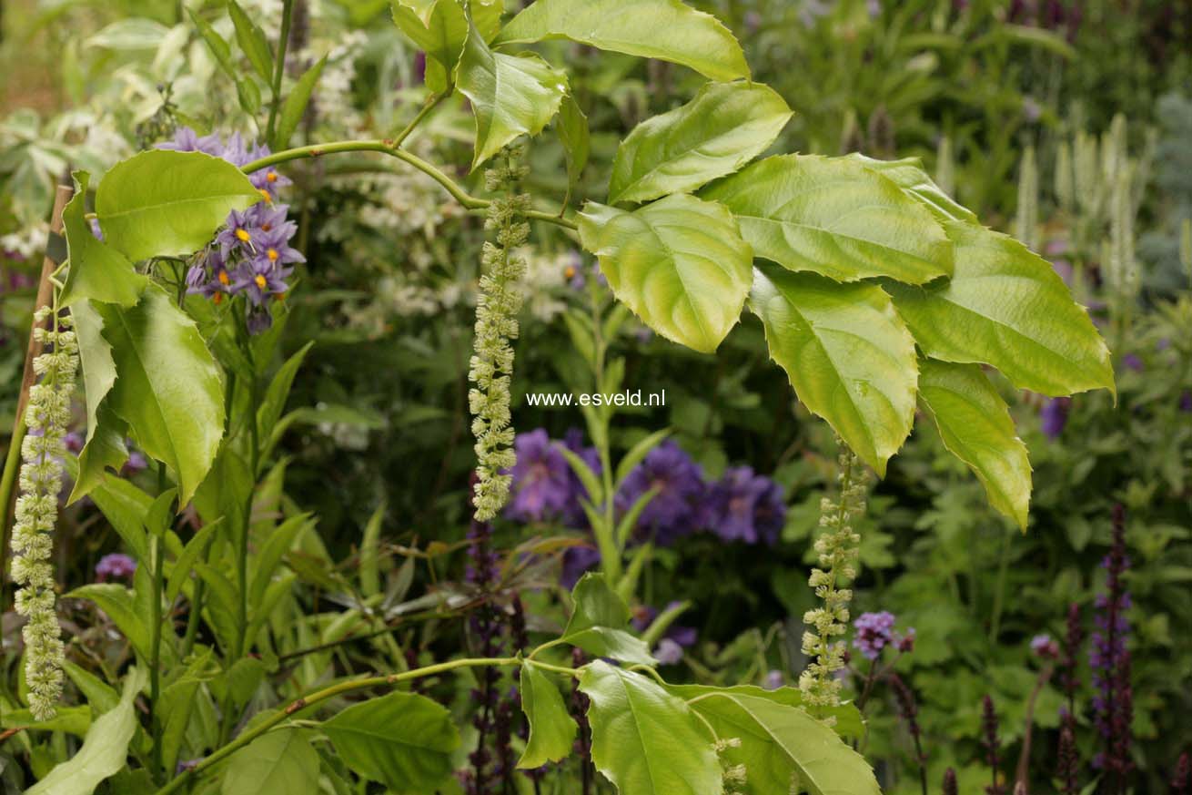 Itea yunnanensis