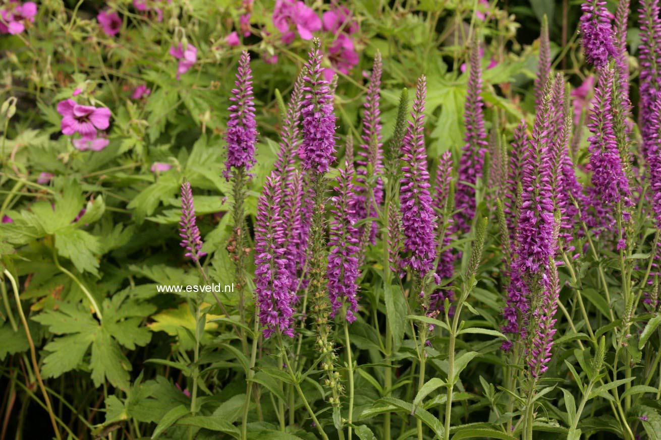 Veronica longifolia 'Eveline'