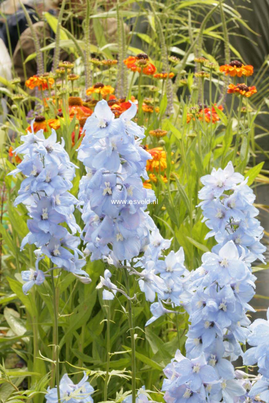 Delphinium 'Berghimmel'