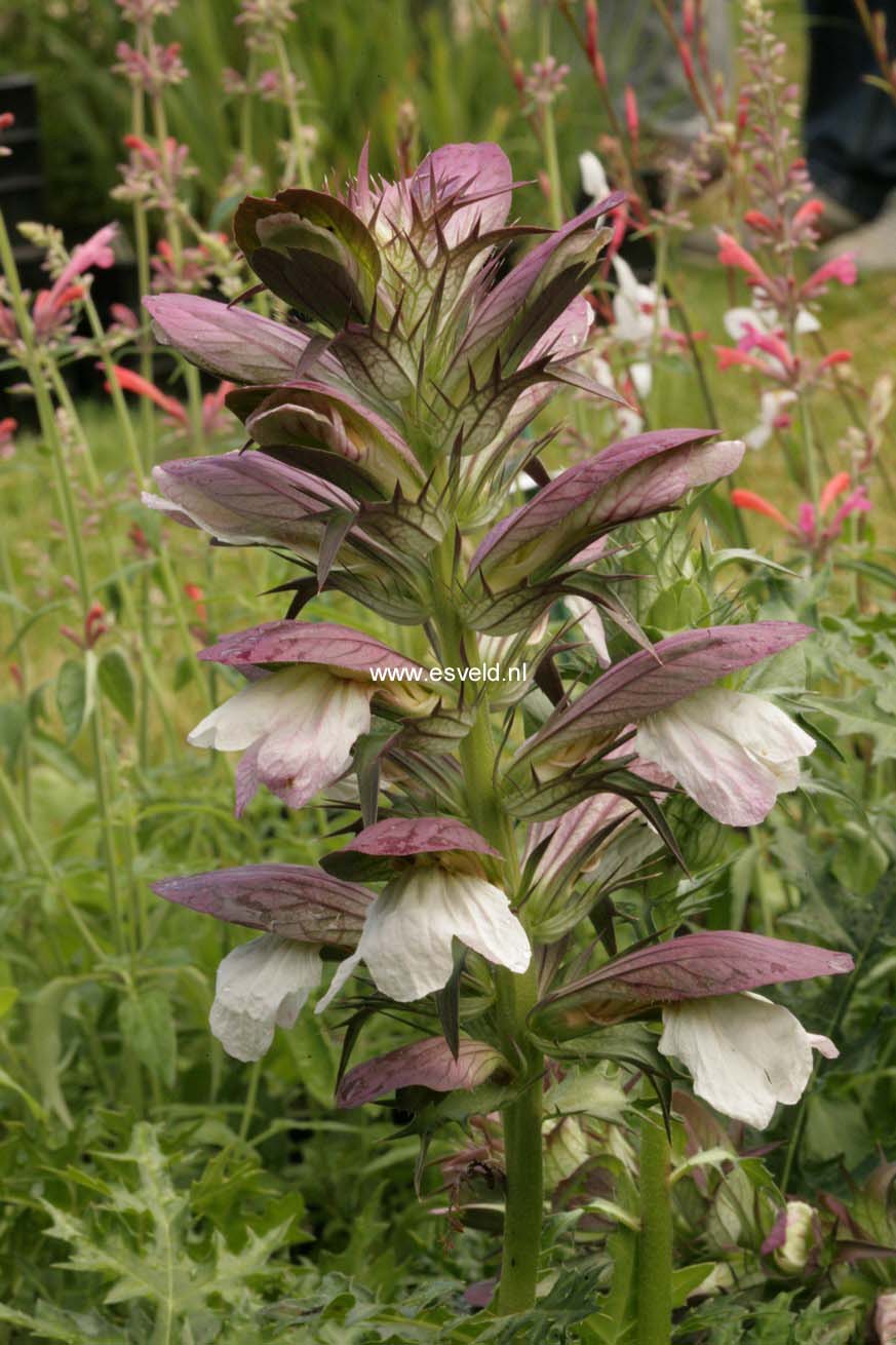 Acanthus spinosus