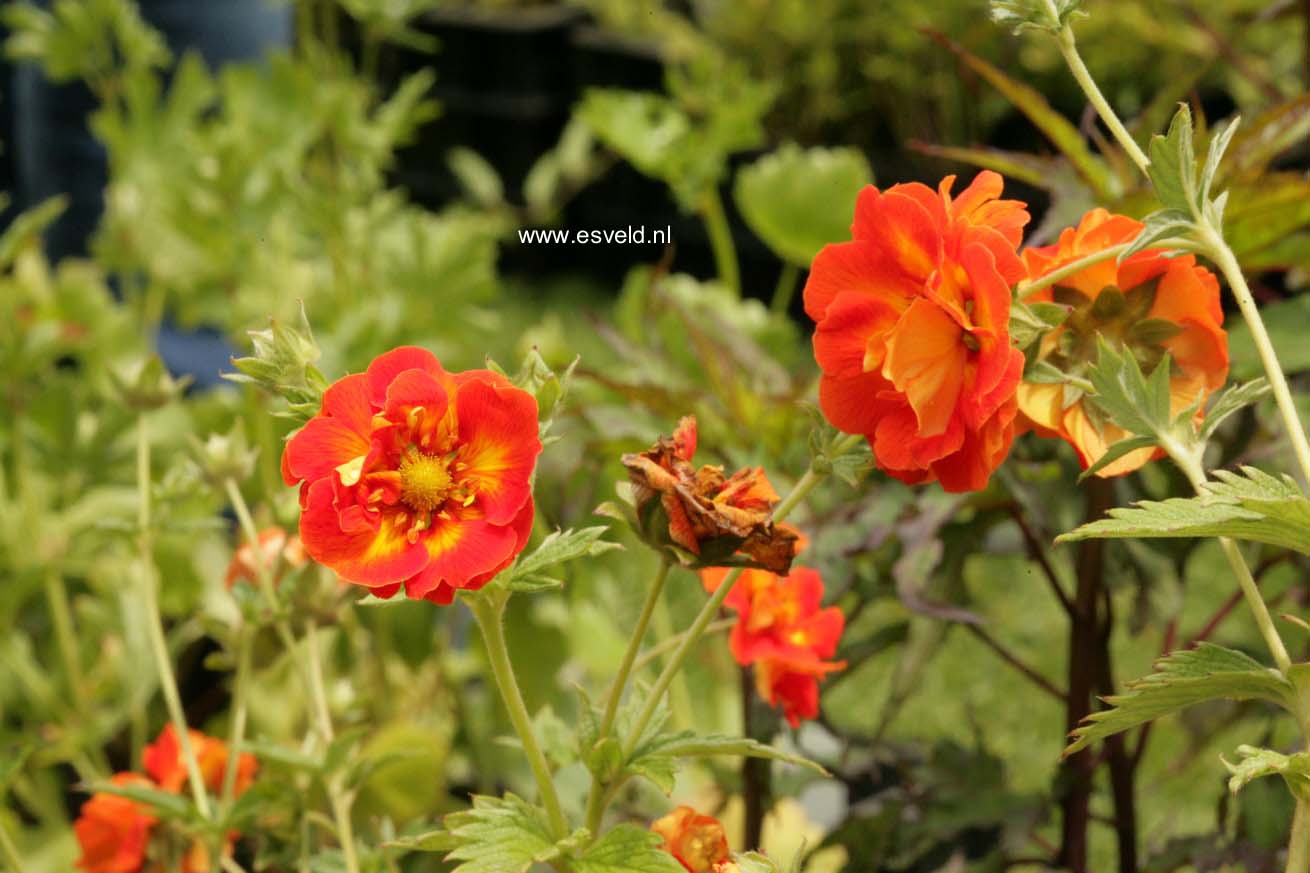 Potentilla 'William Rollison'