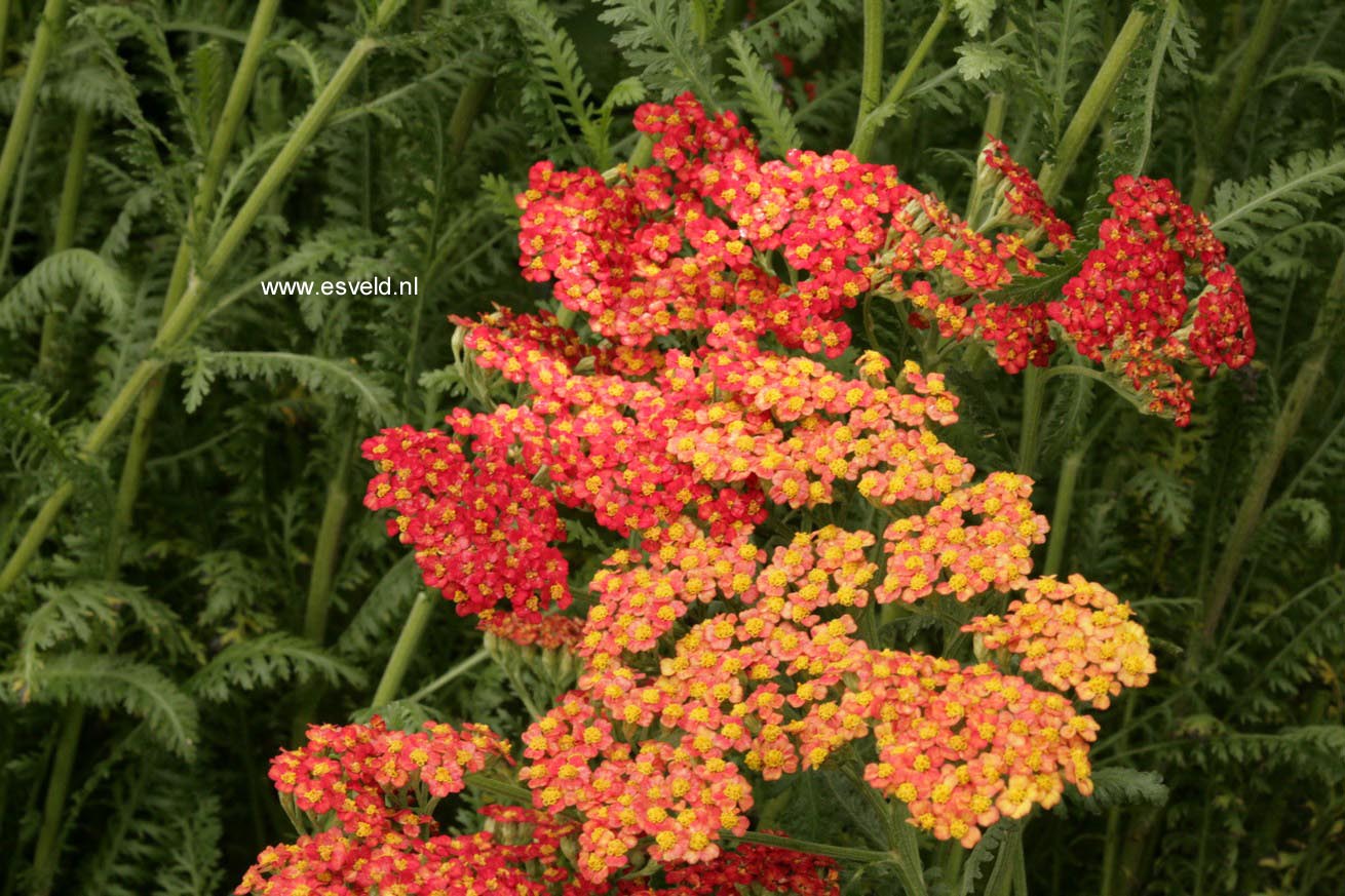 Achillea millefolium 'Safran'