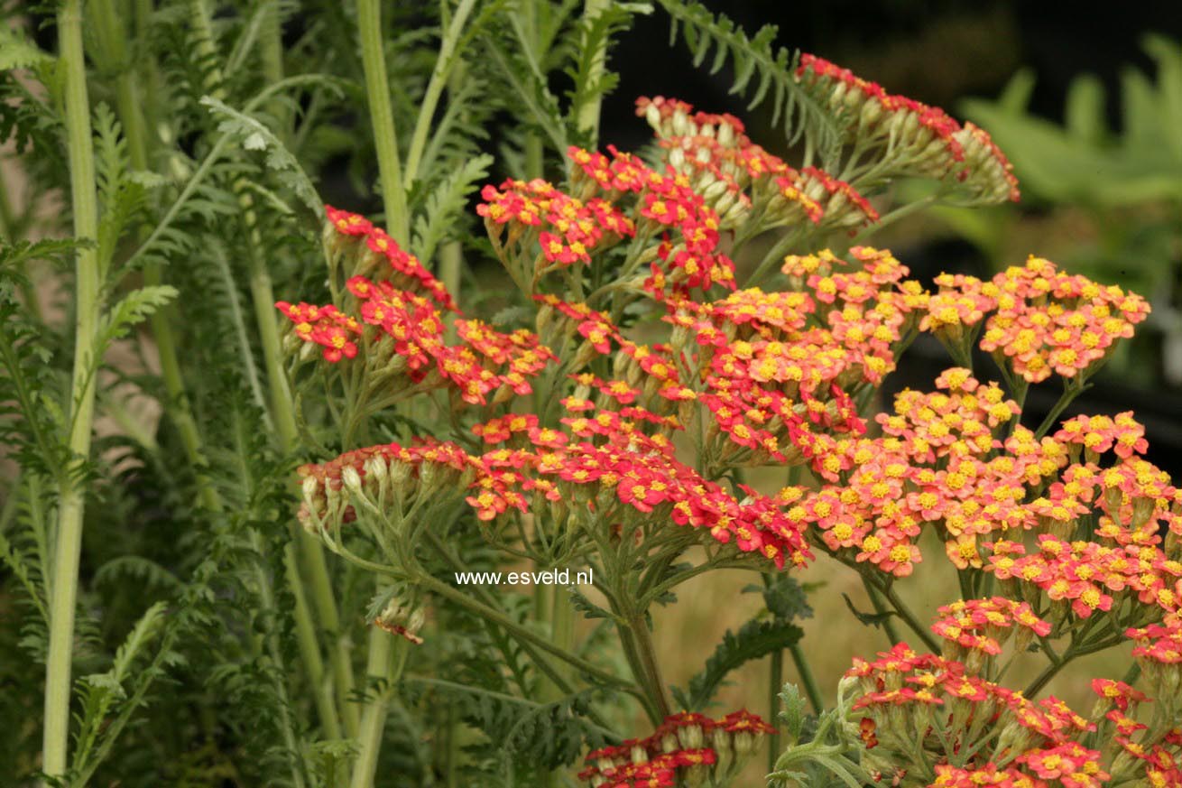 Achillea millefolium 'Safran'