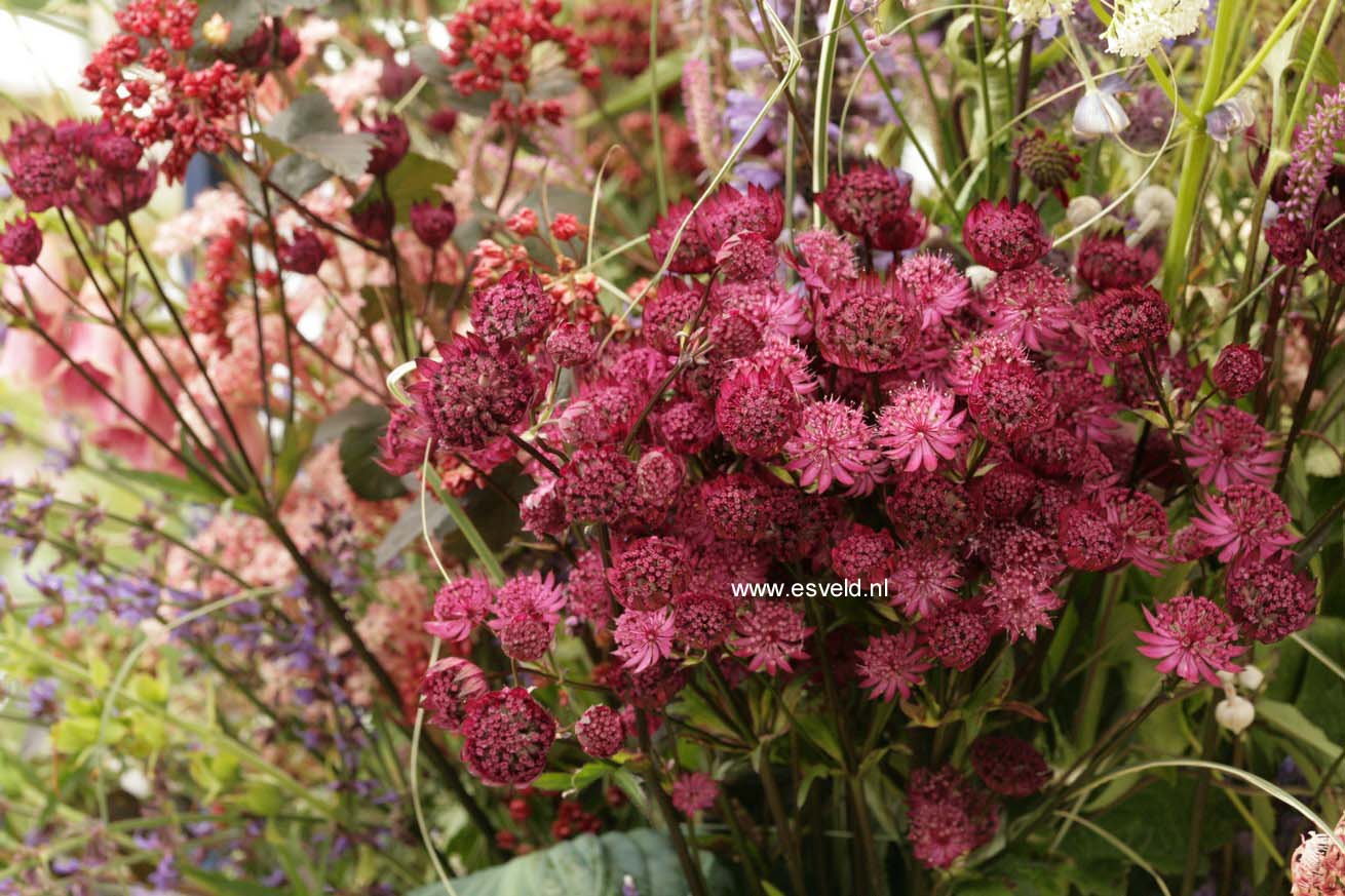 Astrantia major 'Hadspen Blood'