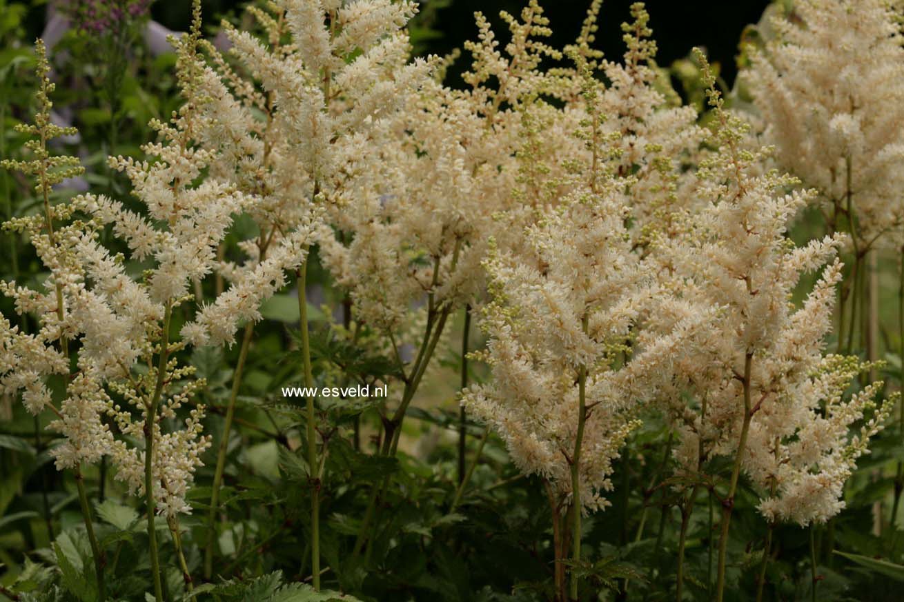 Astilbe chinensis 'Vision in White'