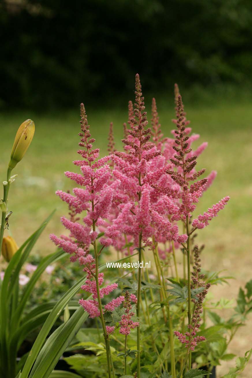 Astilbe chinensis 'Vision in Pink'