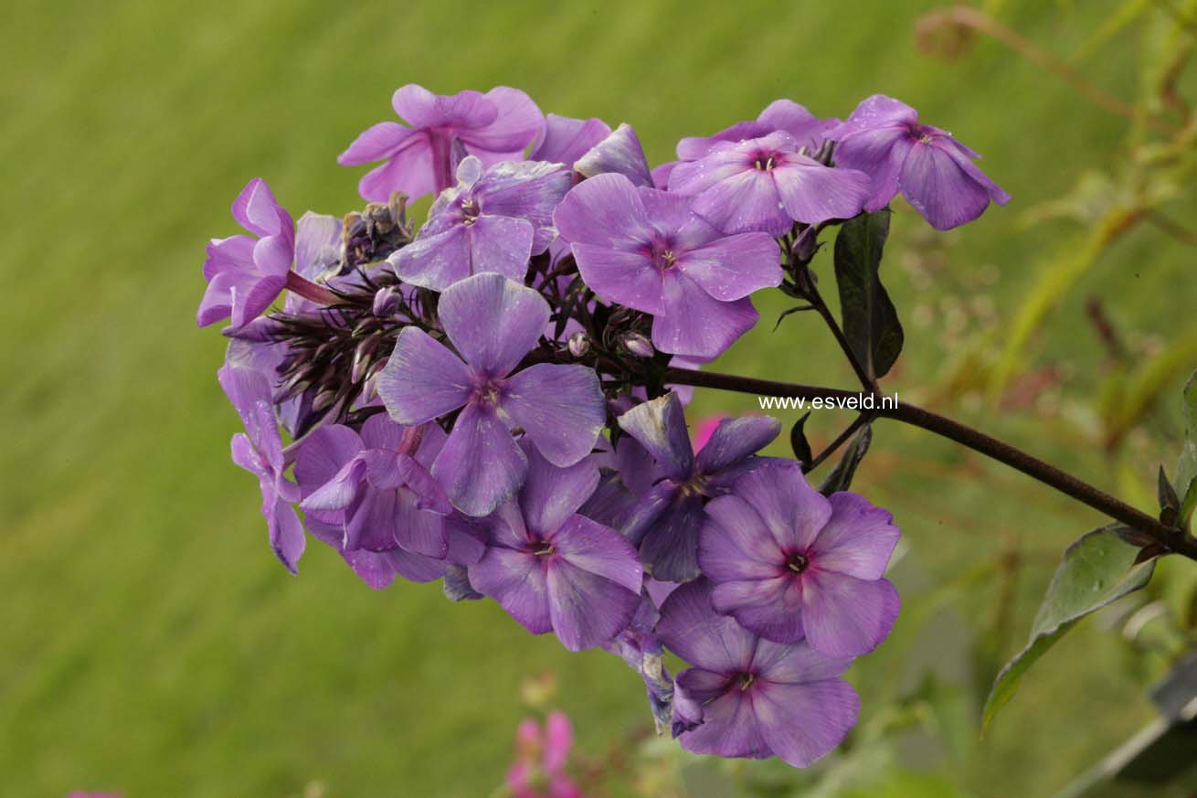 Phlox paniculata 'Blue Paradise'