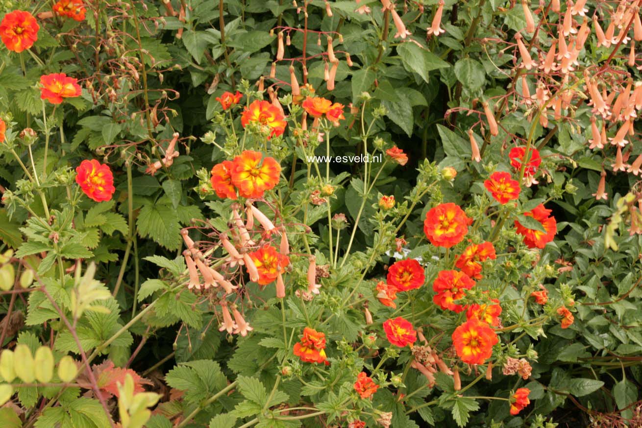 Potentilla 'William Rollison'