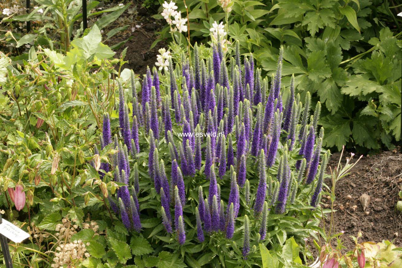 Veronica spicata 'Ulster Dwarf Blue'