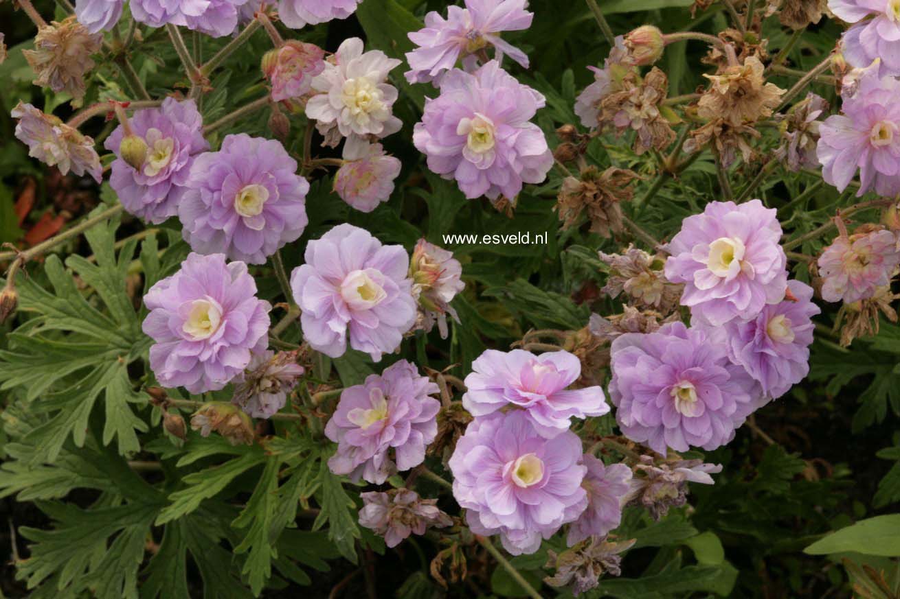 Geranium pratense 'Summer Skies'