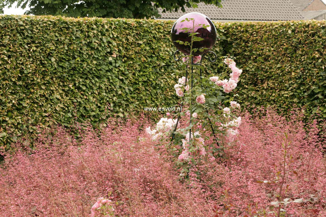 Heuchera 'Rachel'