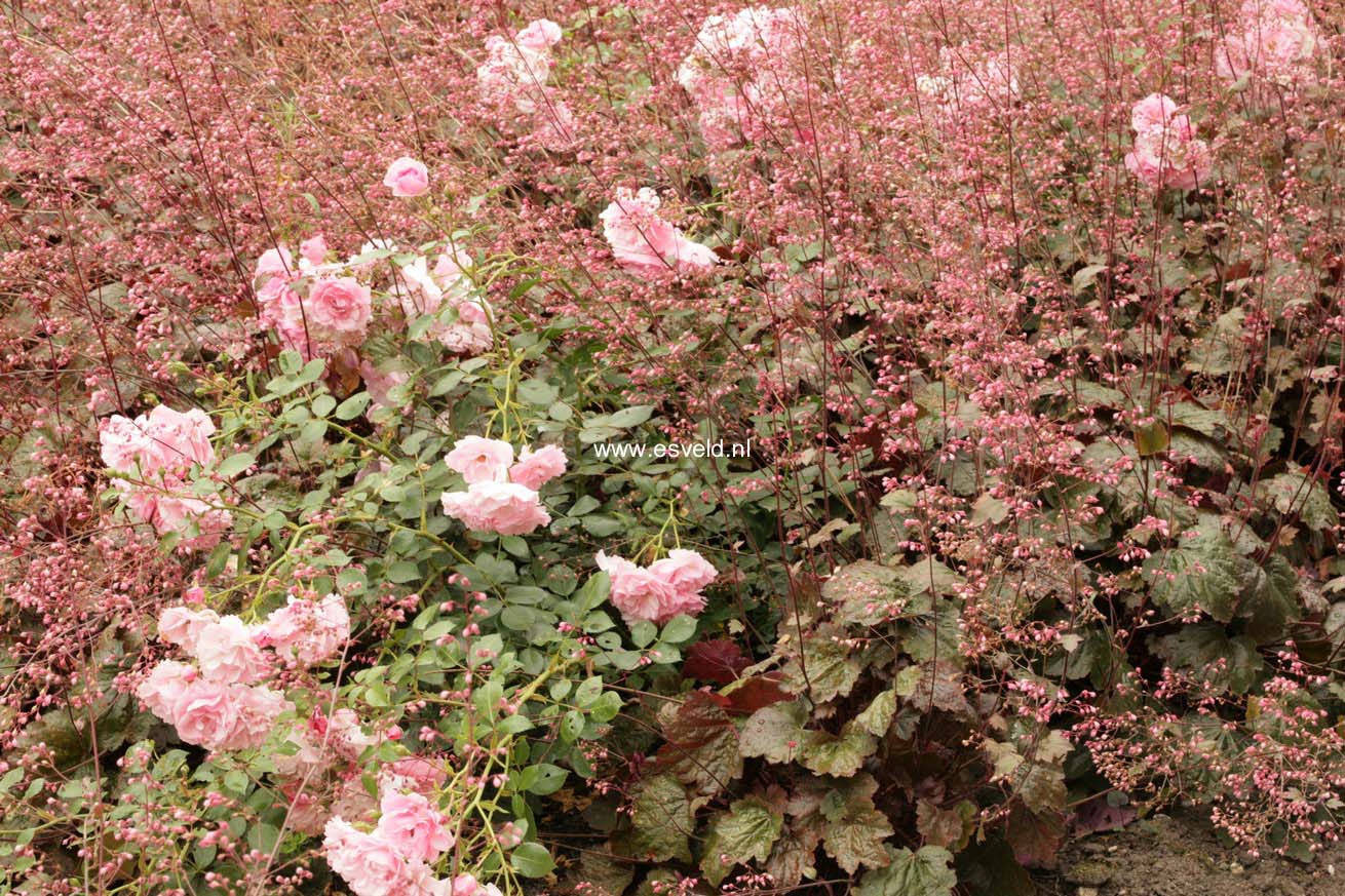 Heuchera 'Rachel'