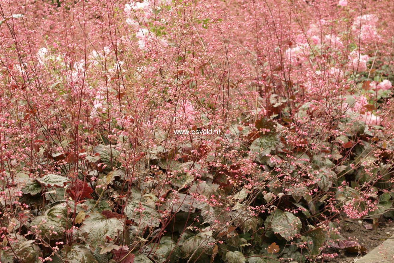 Heuchera 'Rachel'