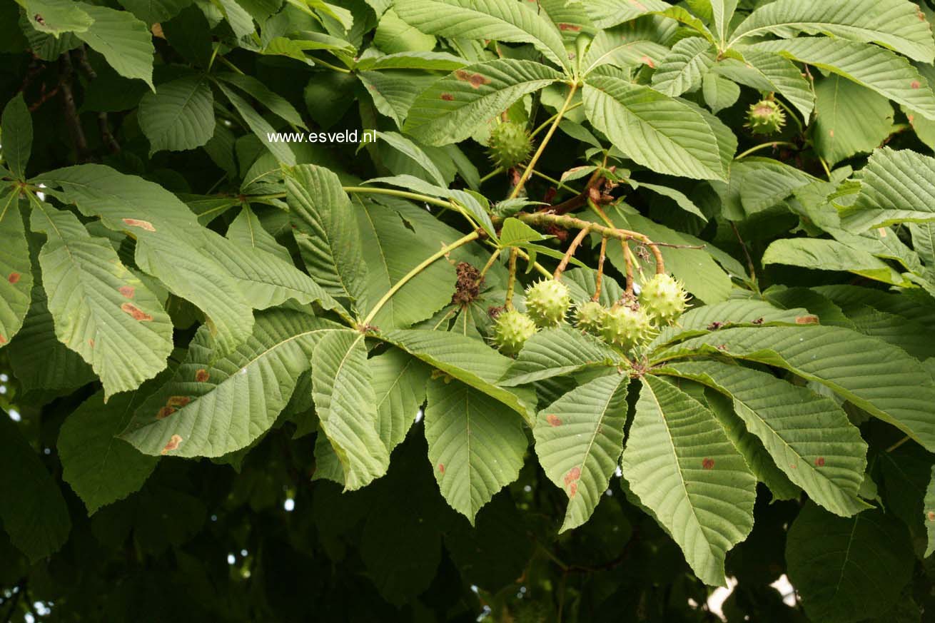 Aesculus hippocastanum