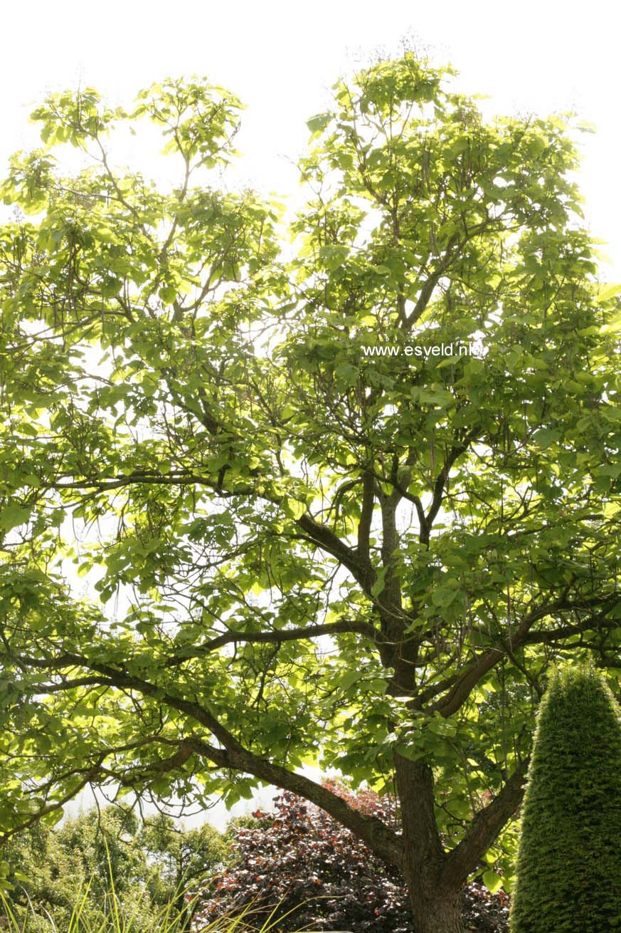 Catalpa bignonioides 'Aurea'