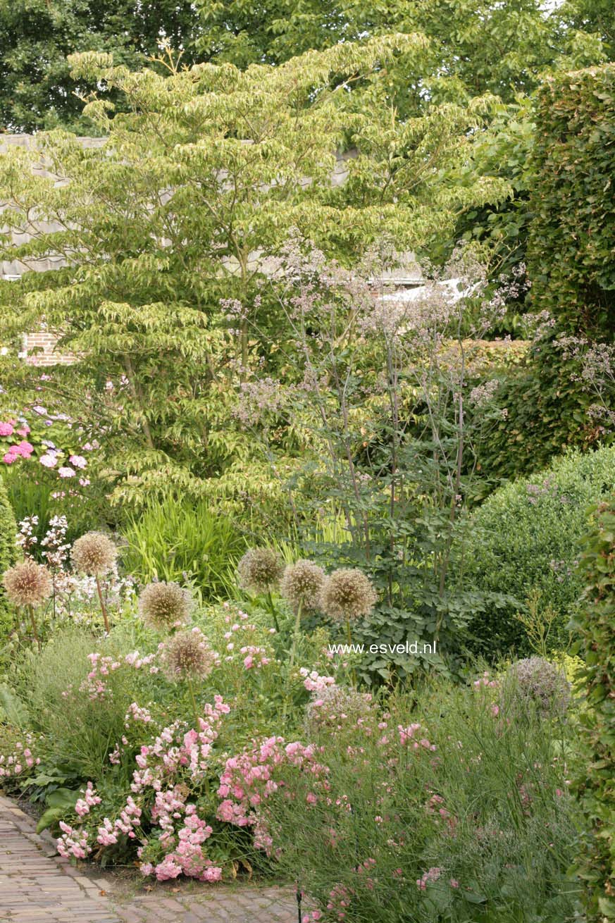 Thalictrum 'Elin'