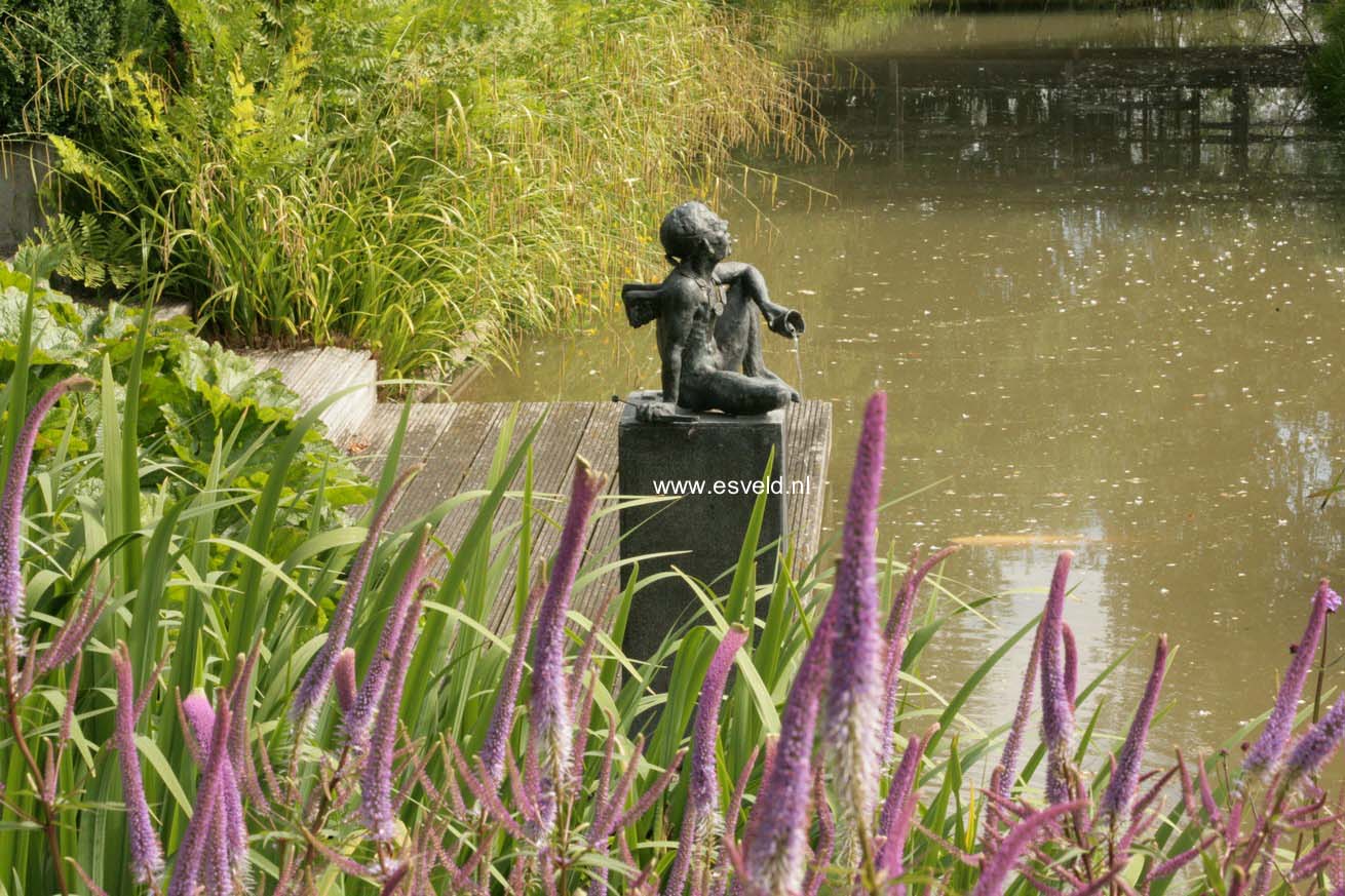 Veronicastrum virginicum 'Fascination'