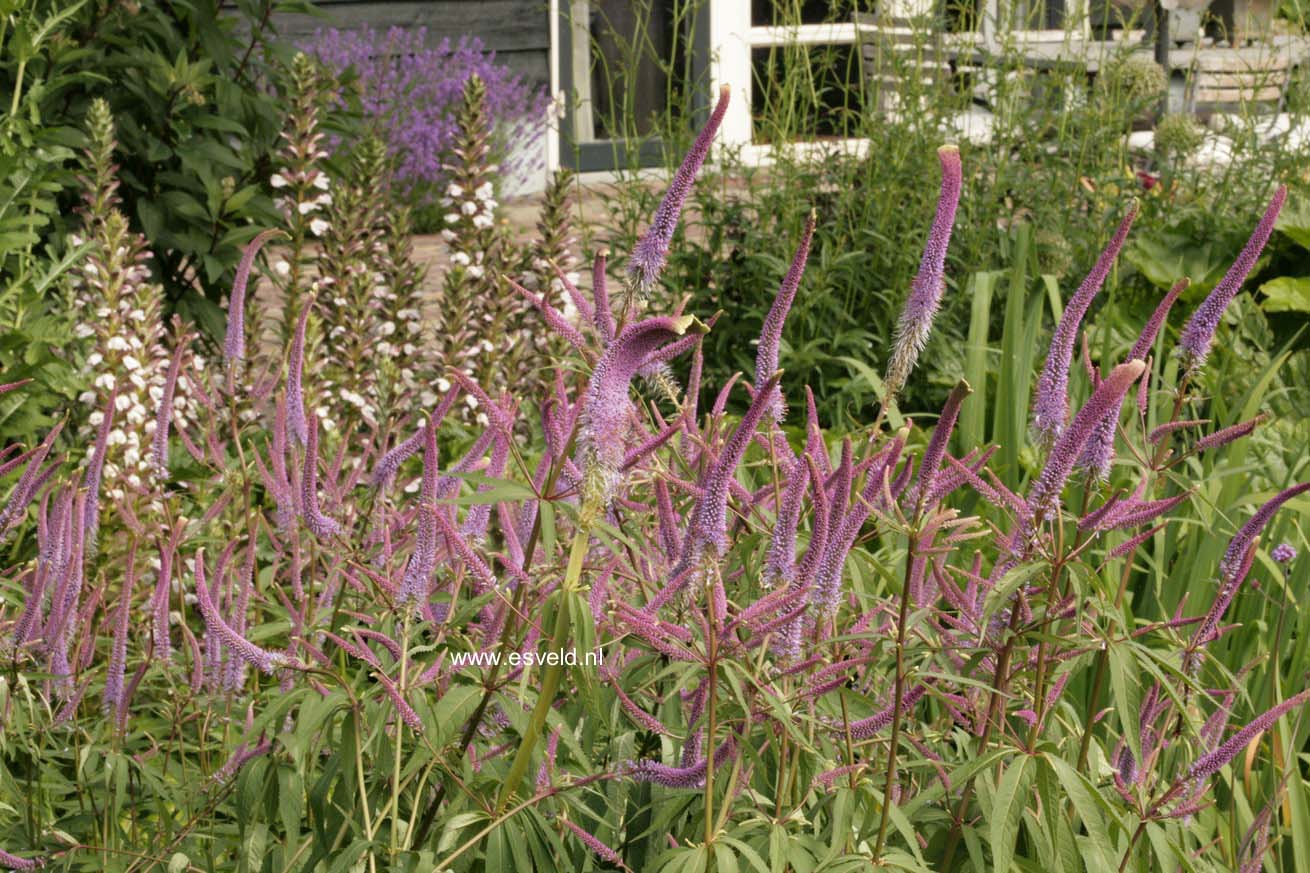 Veronicastrum virginicum 'Fascination'