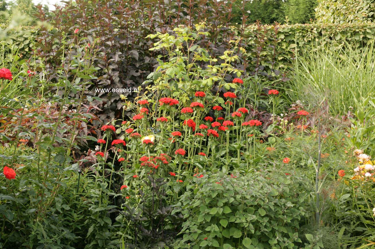 Lychnis chalcedonica