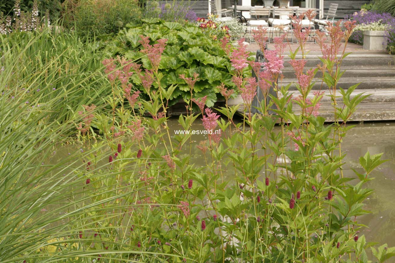 Filipendula rubra 'Venusta'