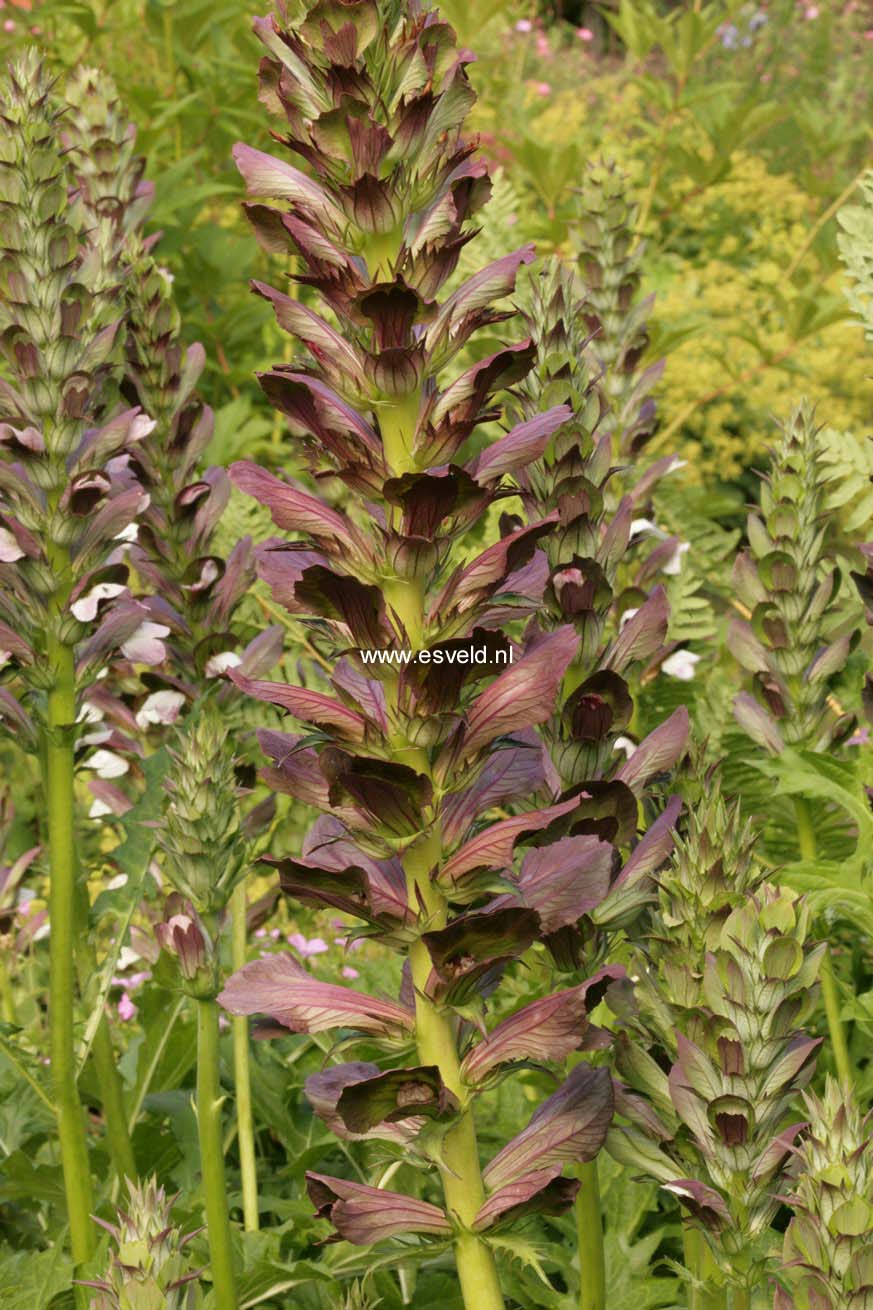 Acanthus hungaricus