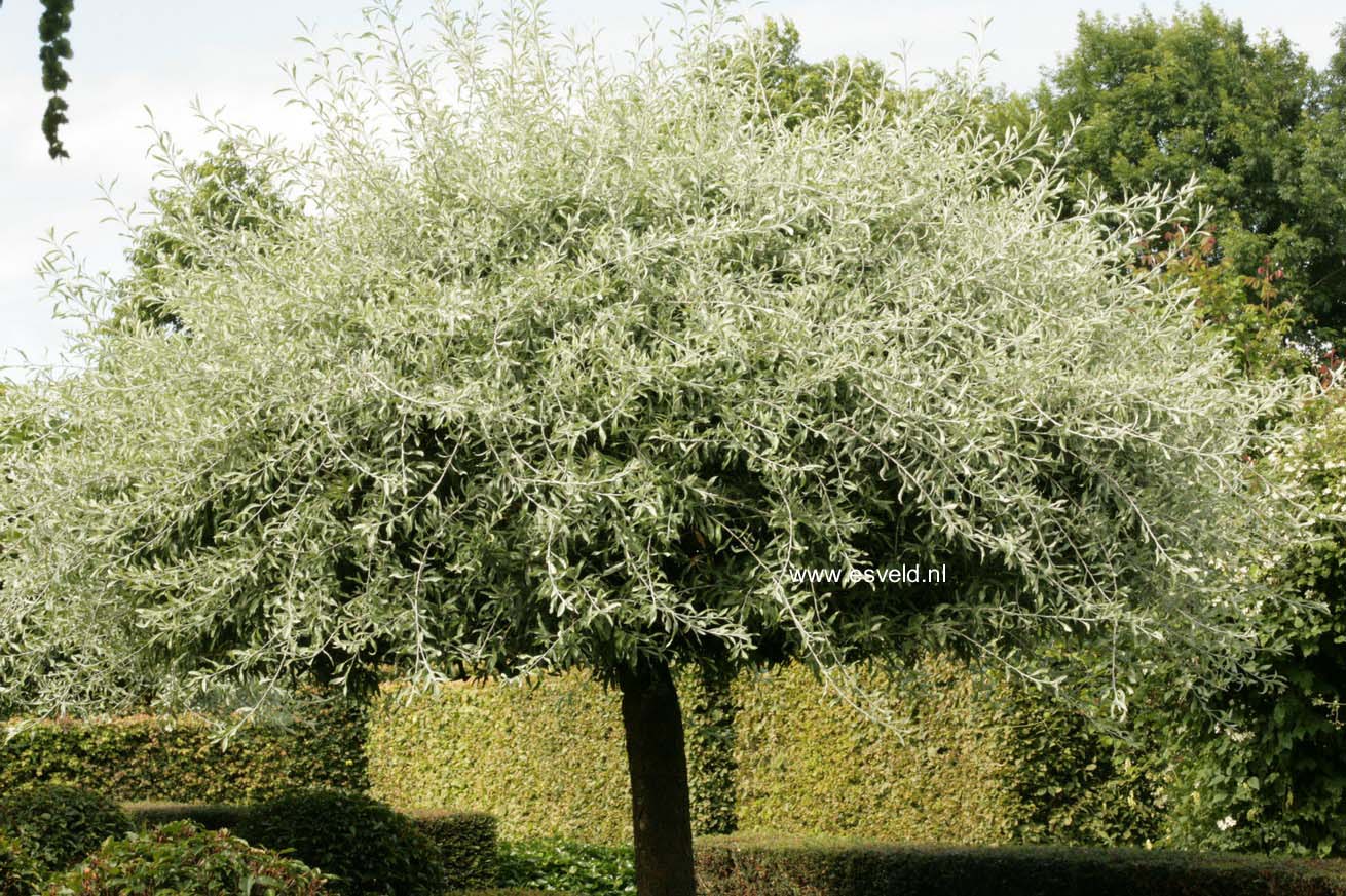 Pyrus salicifolia 'Pendula'