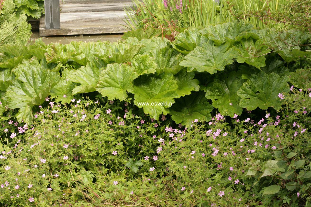 Darmera peltata