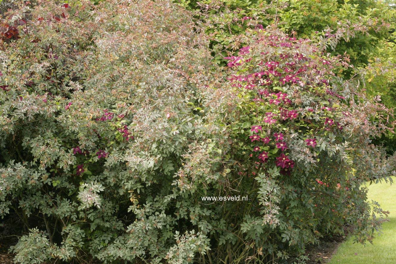 Rosa glauca