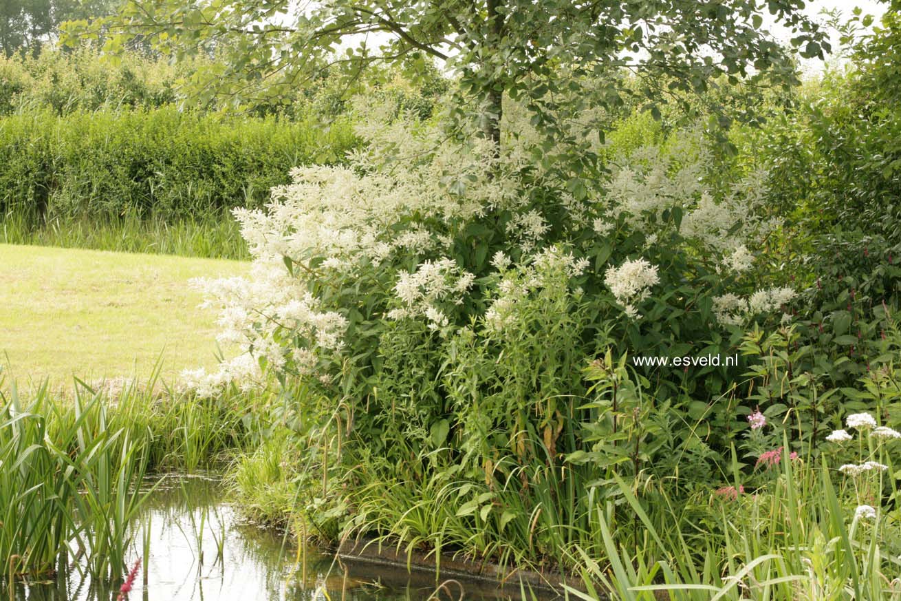 Persicaria polymorpha