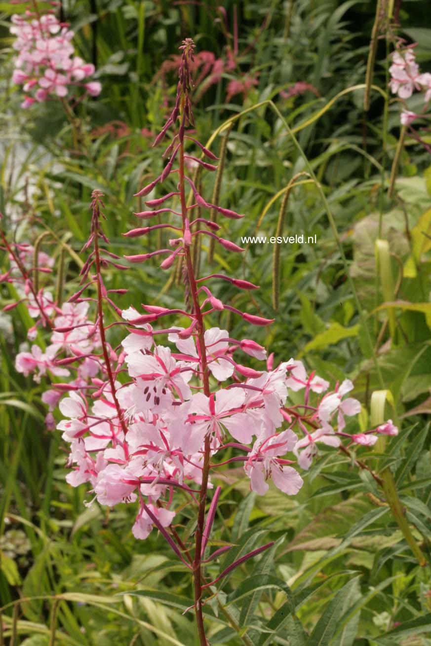 Epilobium angustifolium 'Stahl Rose'
