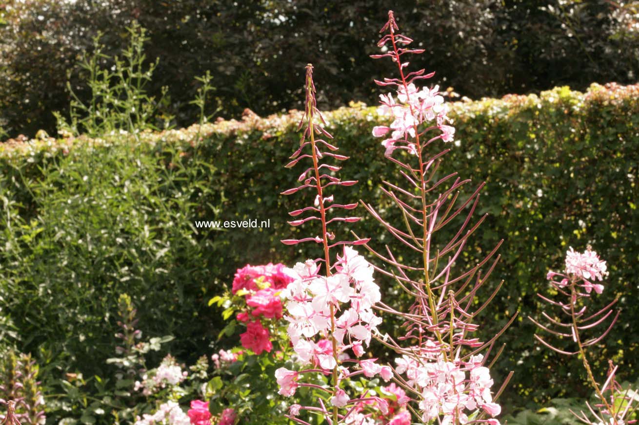 Epilobium angustifolium 'Stahl Rose'