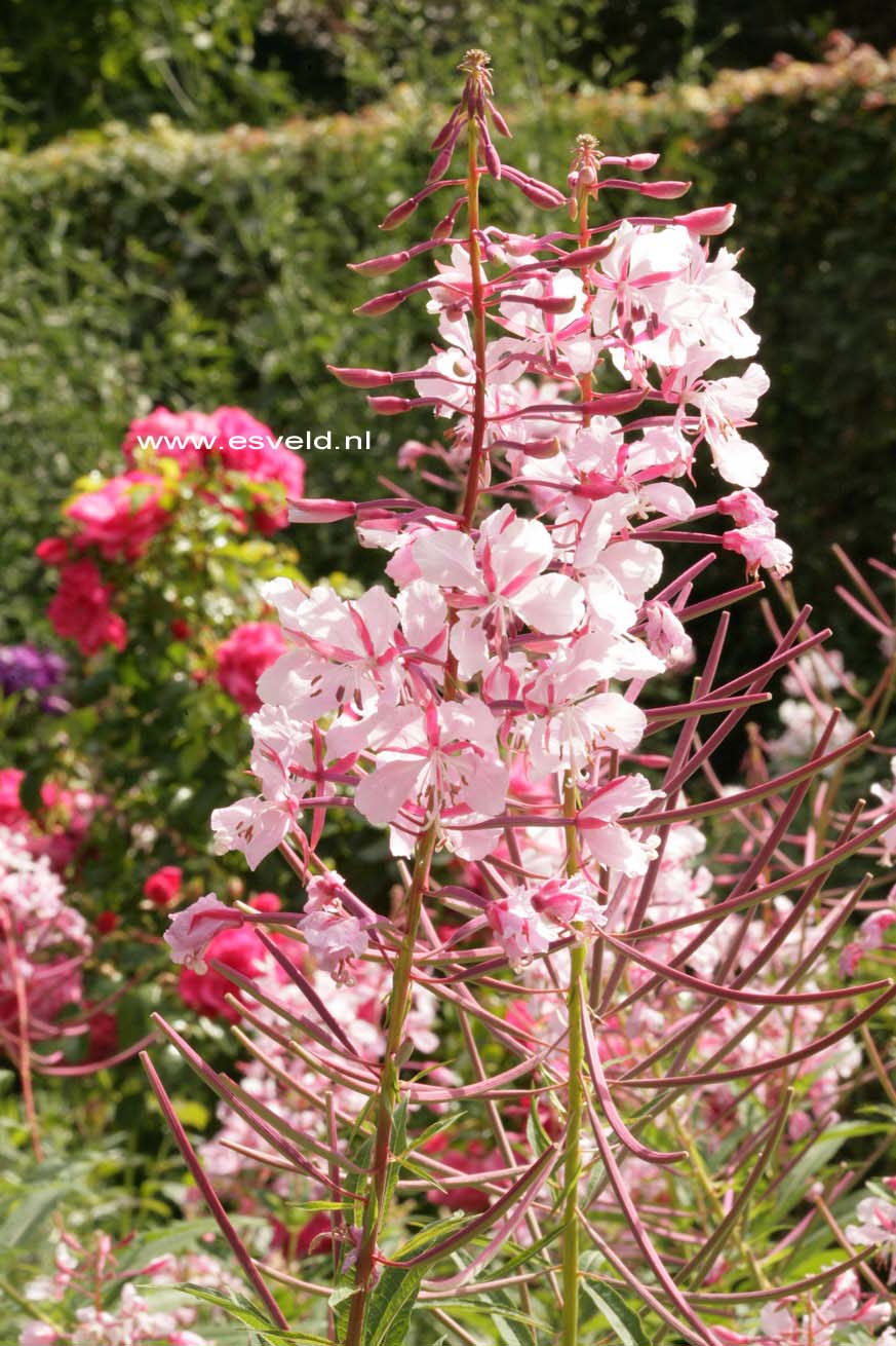 Epilobium angustifolium 'Stahl Rose'