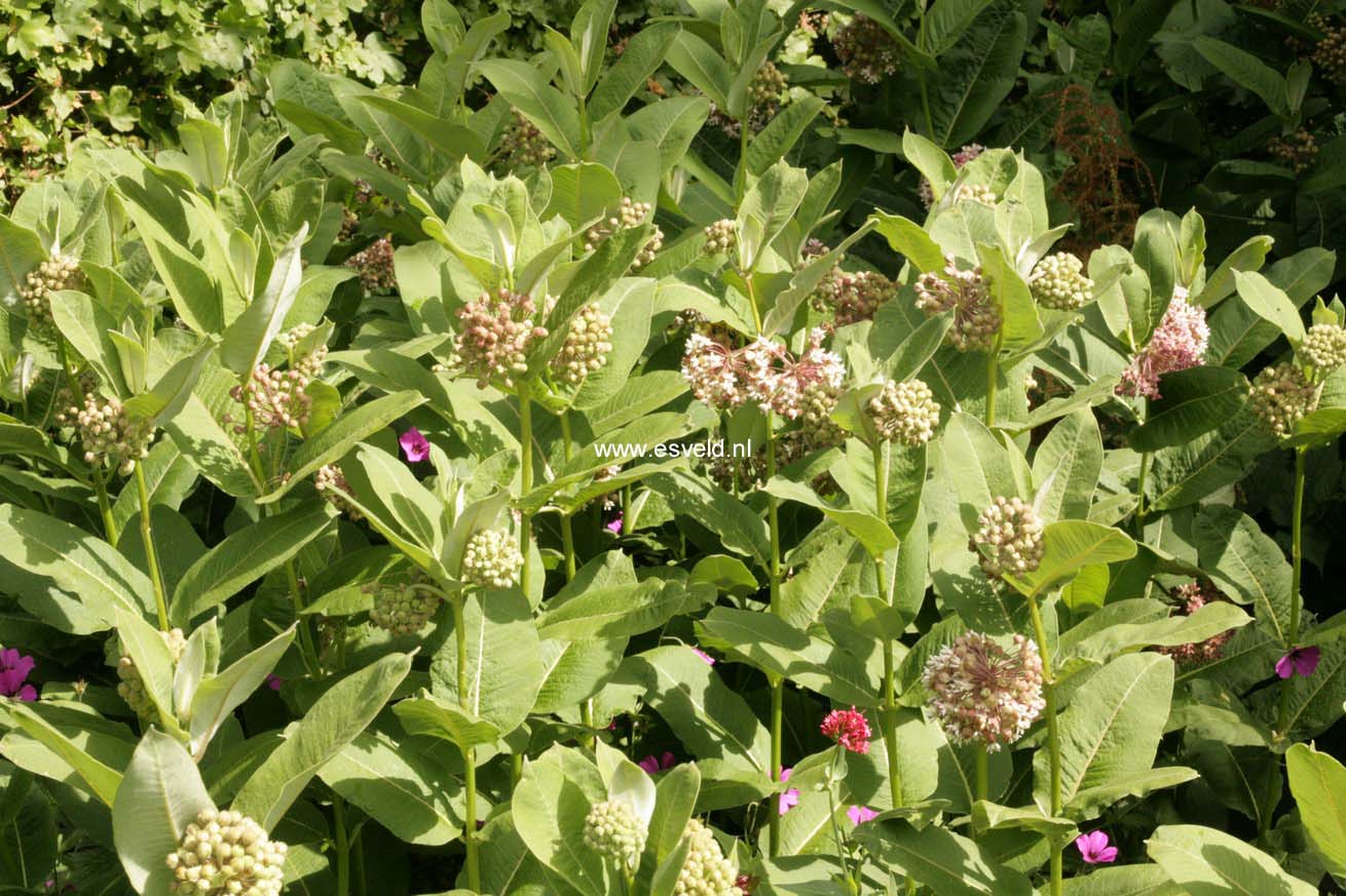Asclepias syriaca