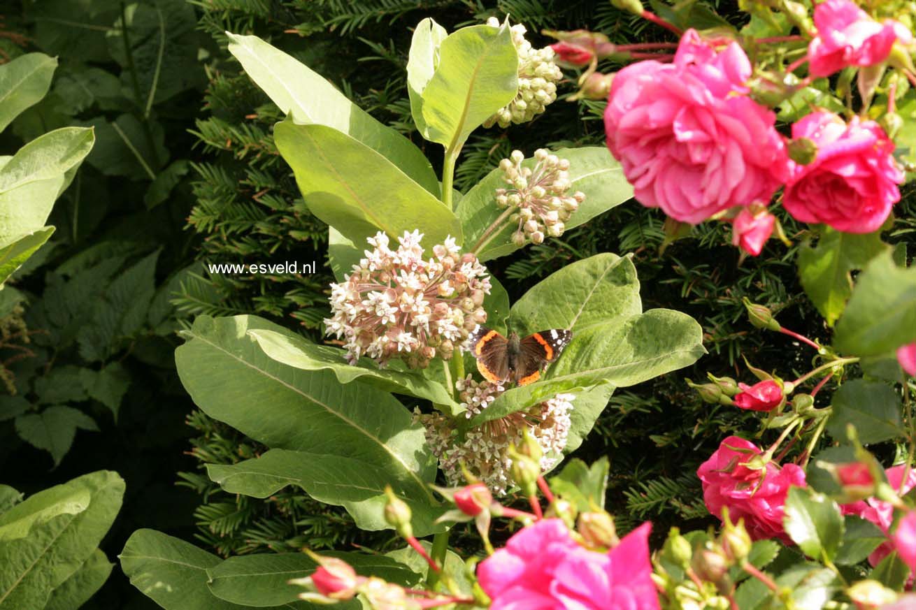 Asclepias syriaca