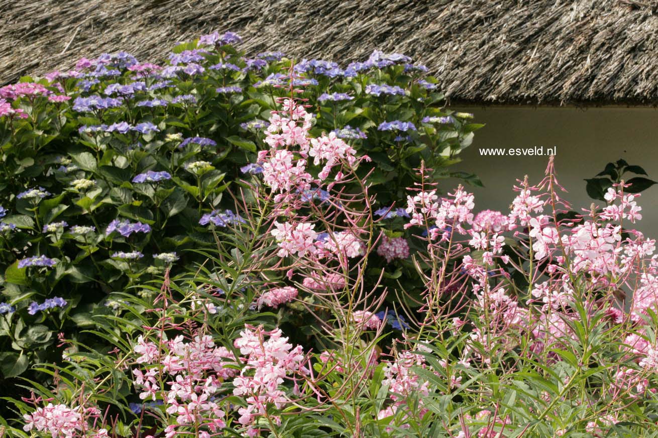 Epilobium angustifolium 'Stahl Rose'