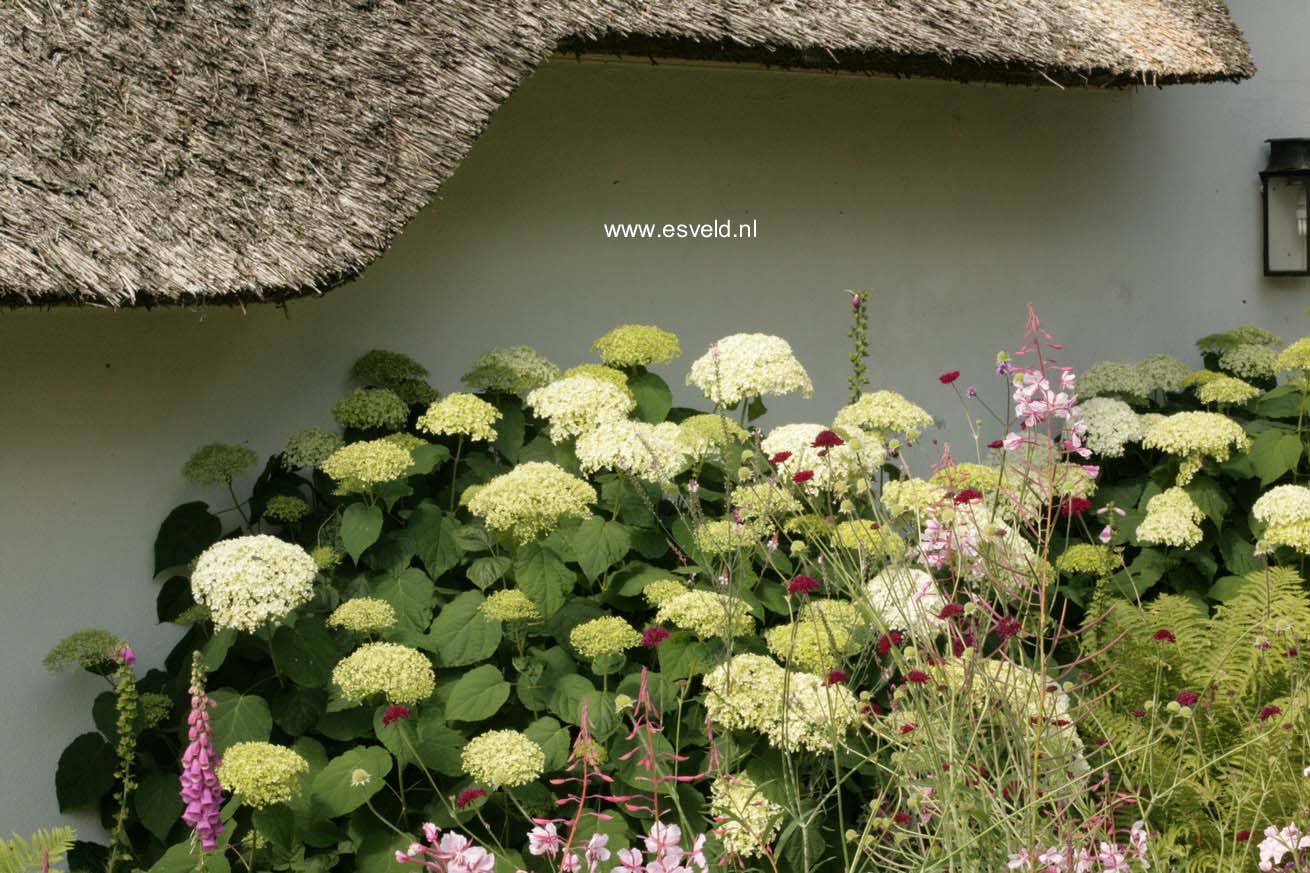 Hydrangea arborescens 'Annabelle'