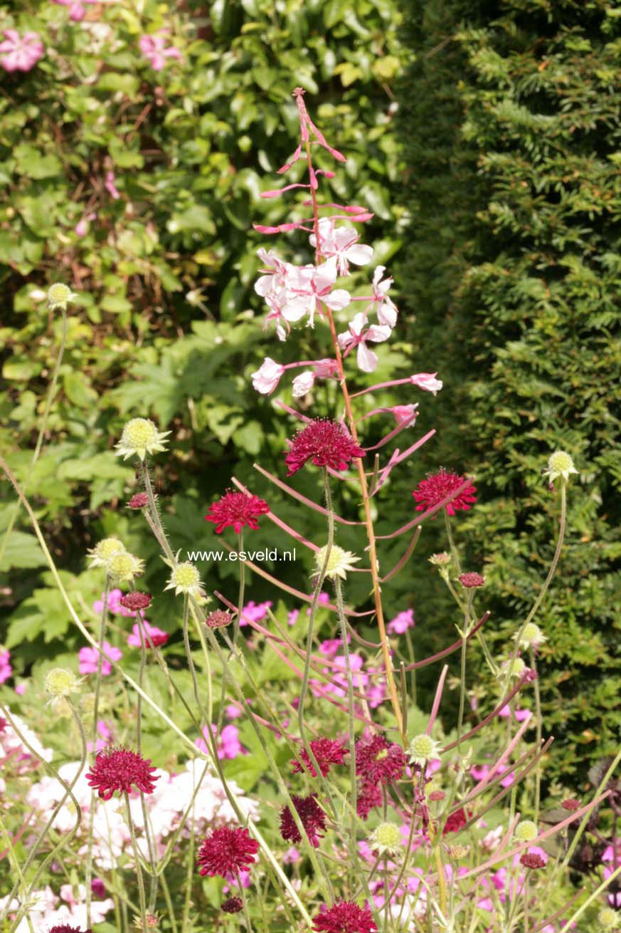 Knautia macedonica