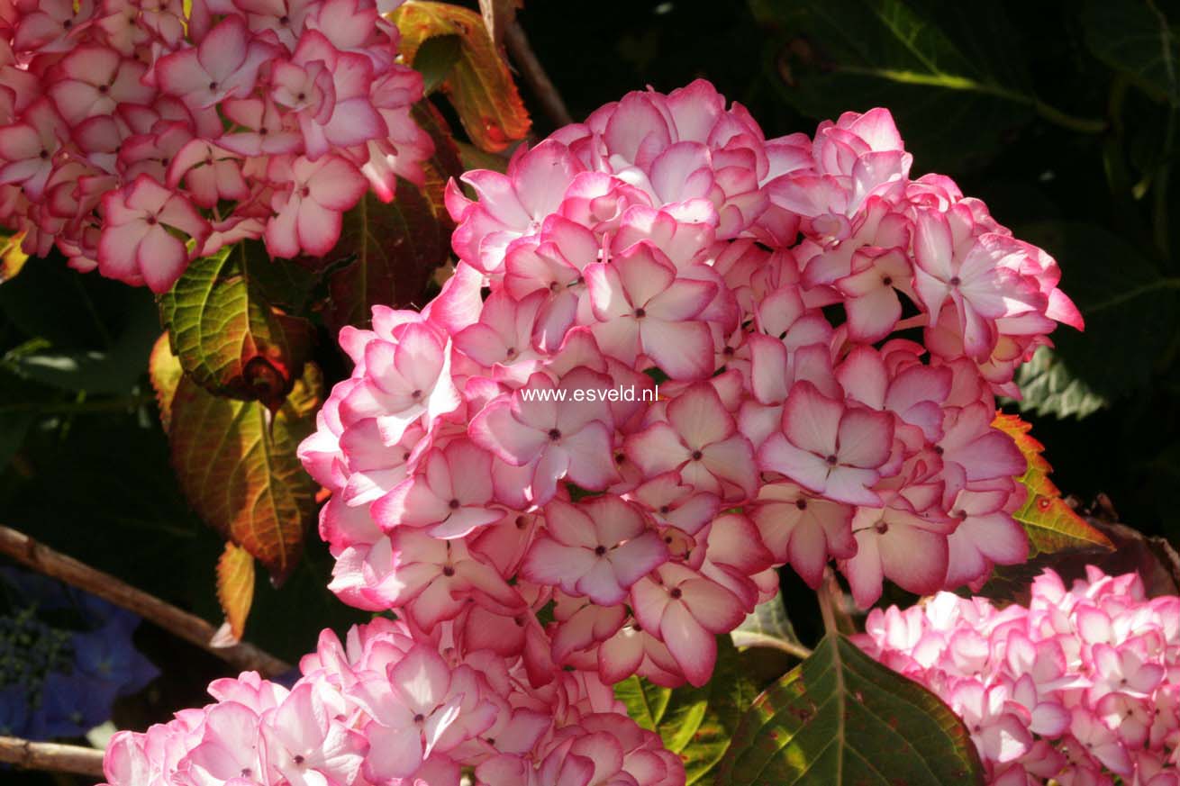 Hydrangea macrophylla 'Ripple'