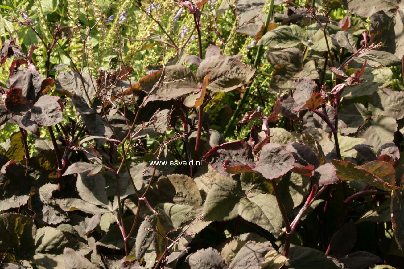 Cryptotaenia japonica 'Atropurpurea'