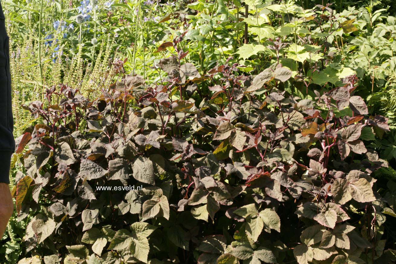 Cryptotaenia japonica 'Atropurpurea'