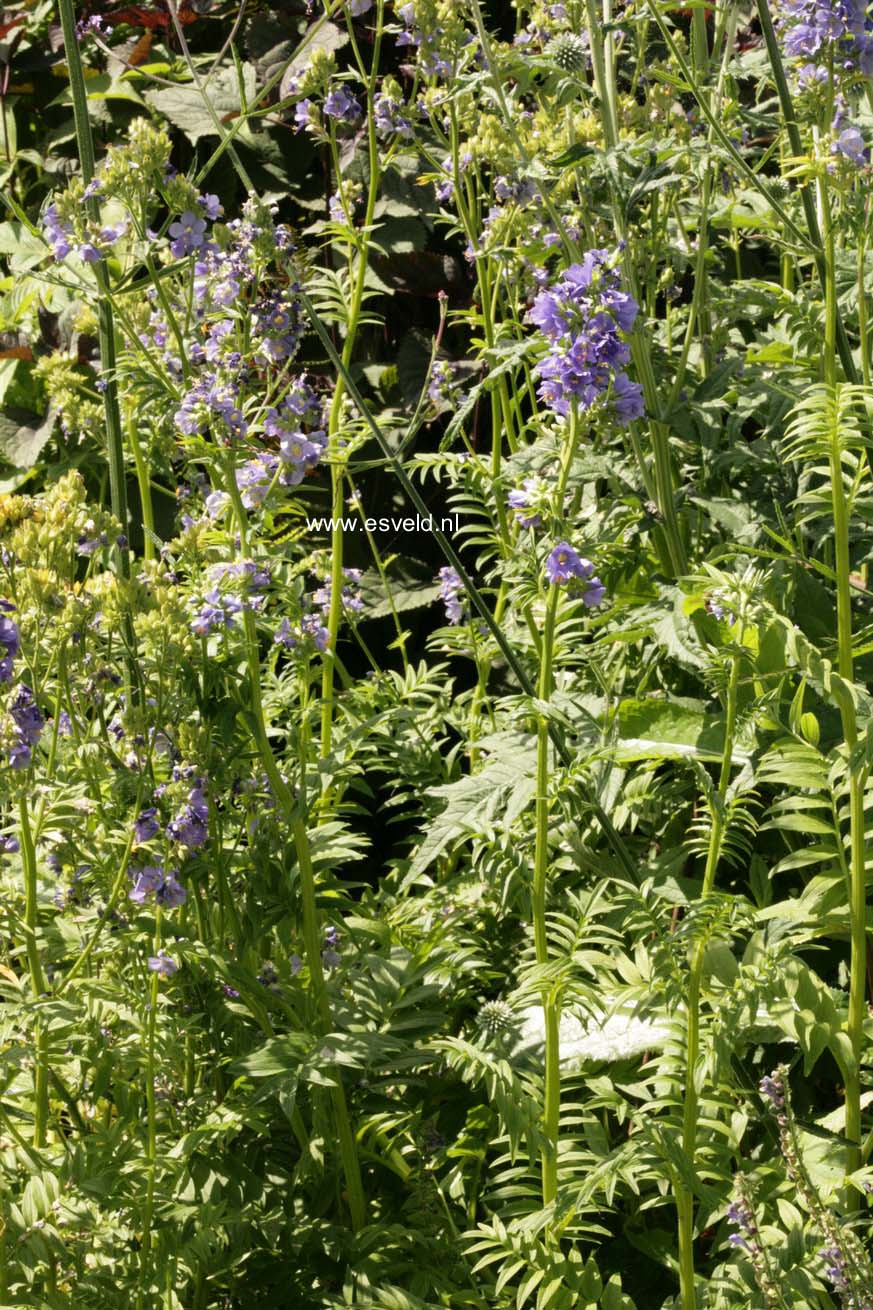 Polemonium caeruleum