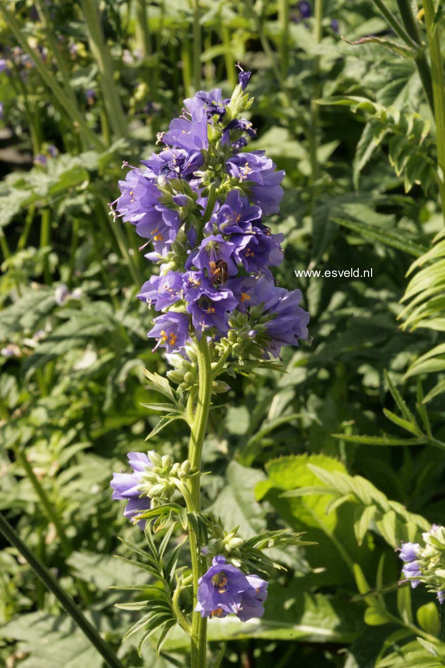 Polemonium caeruleum