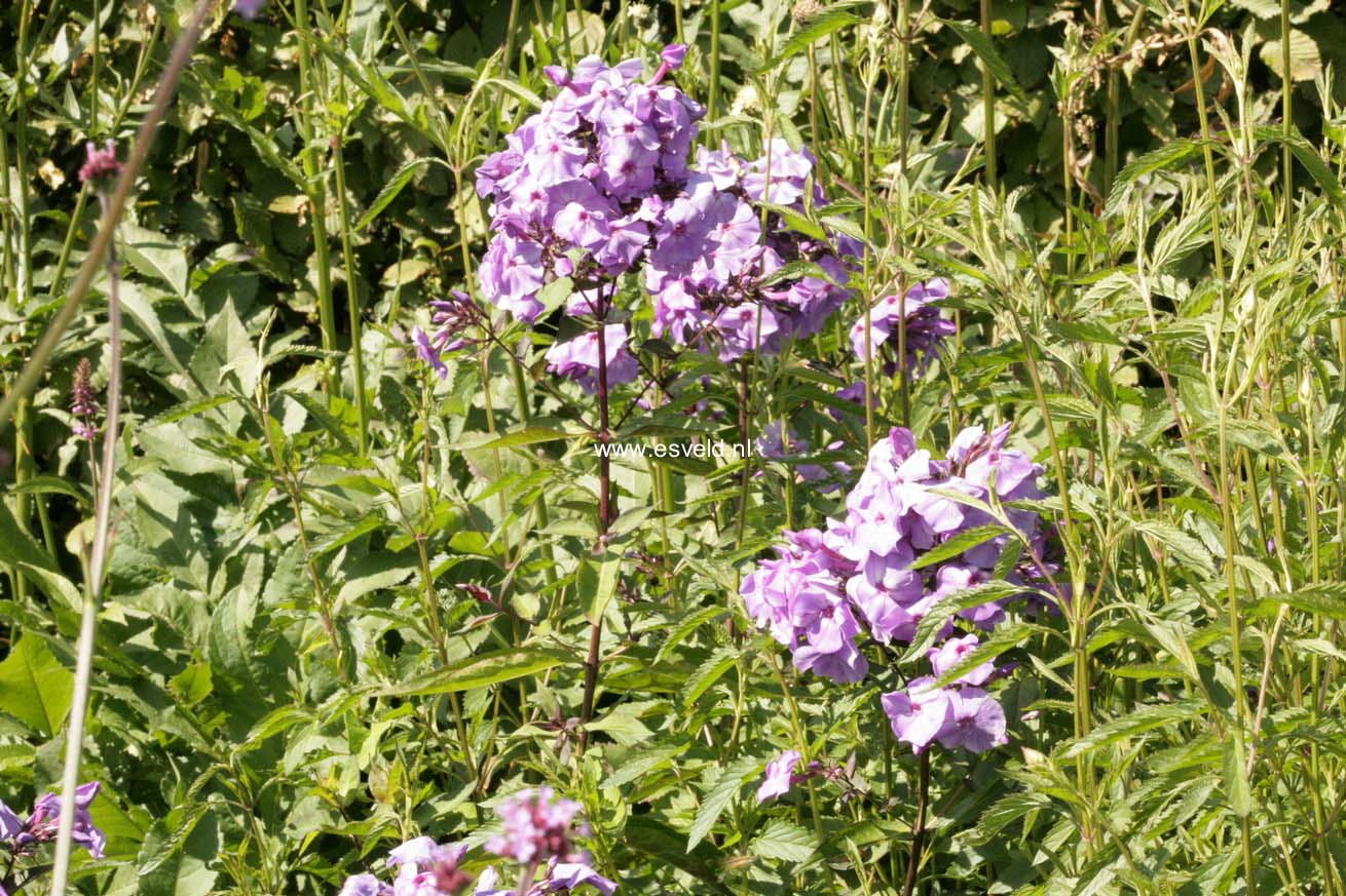 Phlox paniculata 'Blue Paradise'