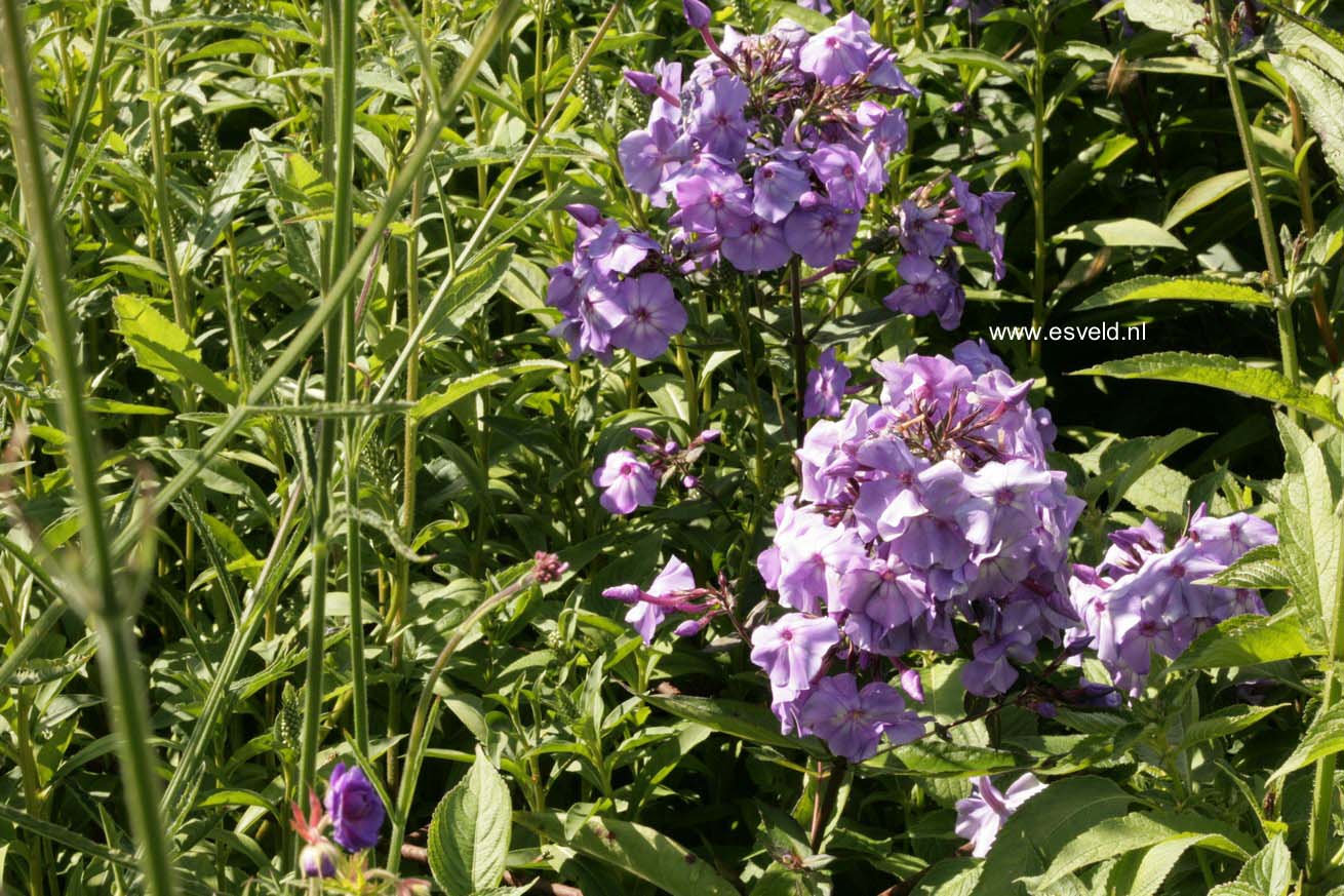 Phlox paniculata 'Blue Paradise'