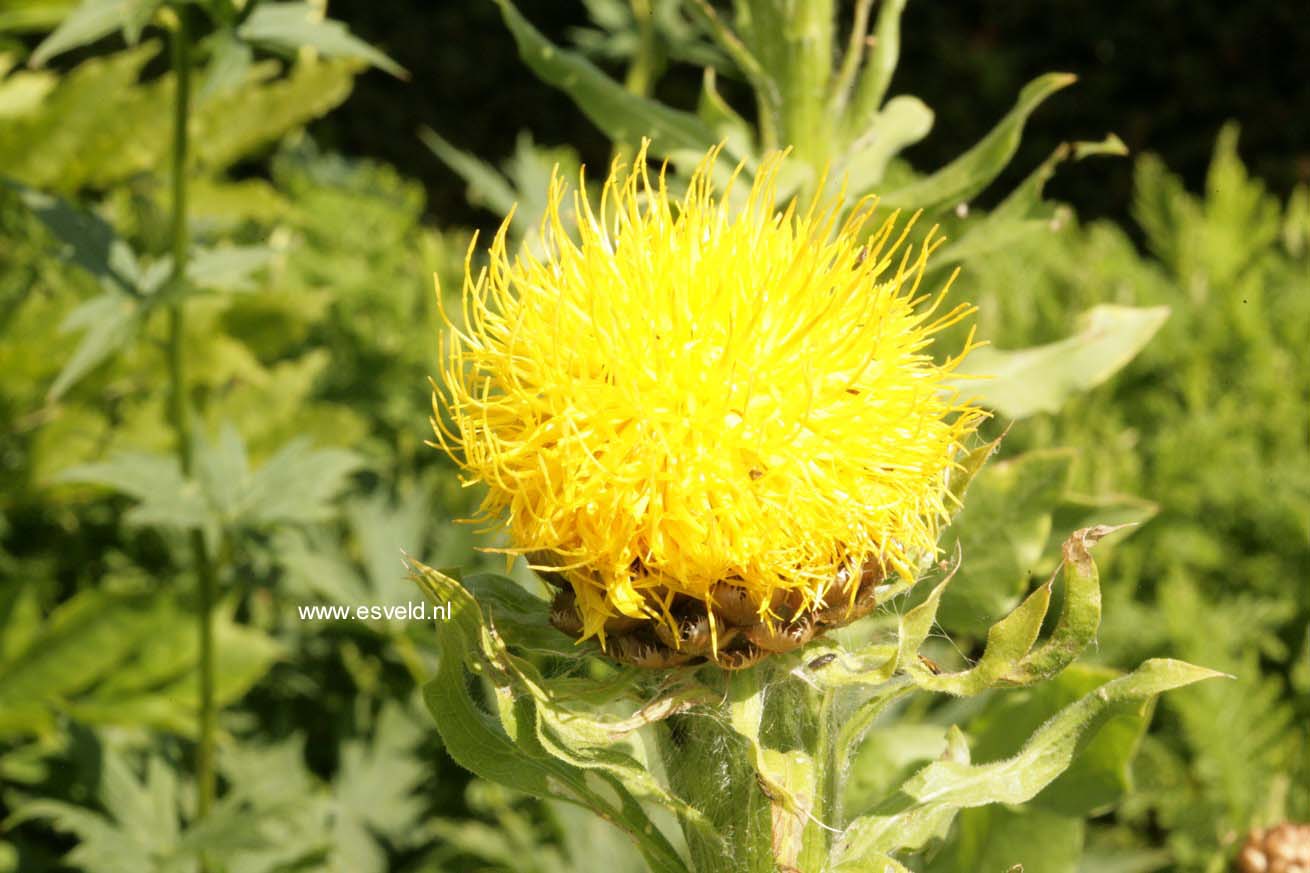 Centaurea macrocephala