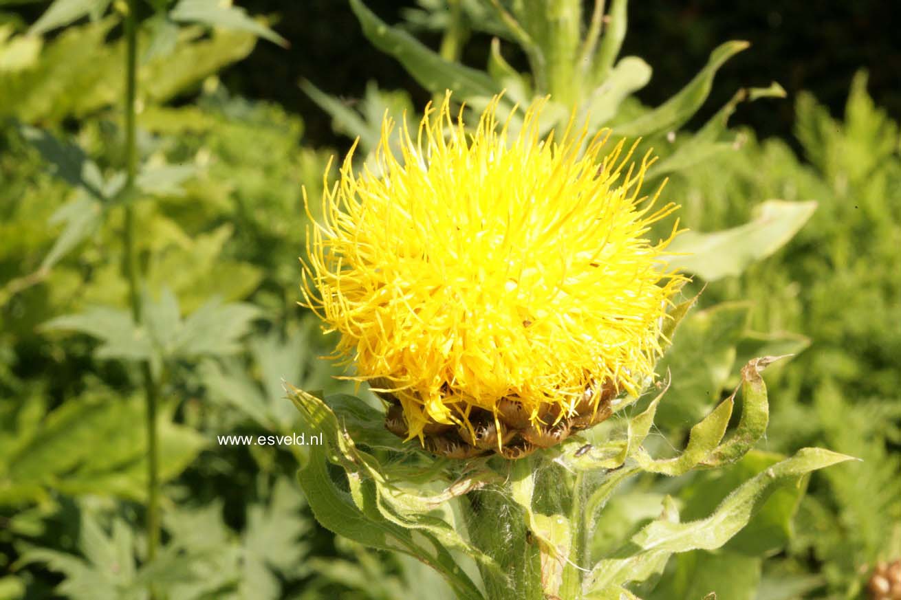 Centaurea macrocephala